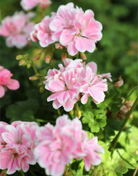 Geranium