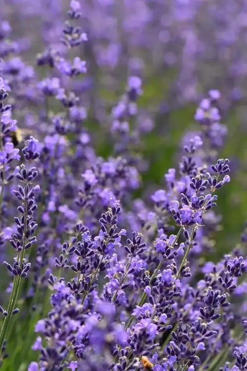 Lavender